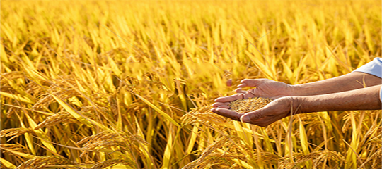 農業(yè)農村部 財政部關于公布2020年國家現(xiàn)代農業(yè)產業(yè)園創(chuàng)建名單的通知